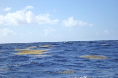 Sea - Close to Barbados Land-LOW RES 1024px