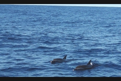 Sea - Dolphins1-LOW RES 1024px