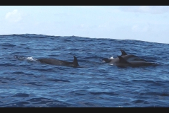 Sea - Dolphins2-LOW RES 1024px