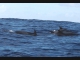 Sea - Dolphins2-LOW RES 1024px