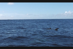 Sea - Dolphins7-LOW RES 1024px