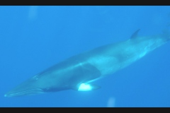 Sea - Whale1-LOW RES 1024px