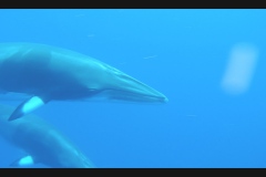 Sea - Whale4-LOW RES 1024px