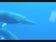 Sea - Whale4-LOW RES 1024px