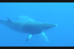 Sea - Whale5-LOW RES 1024px